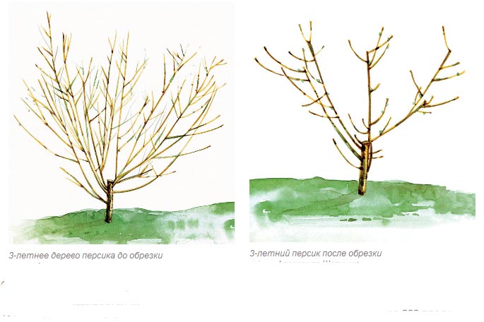 Обрезка персика летом схема